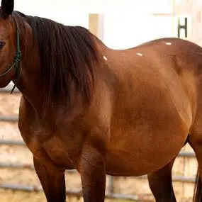 Caballo con parche AcuLife en el lomo